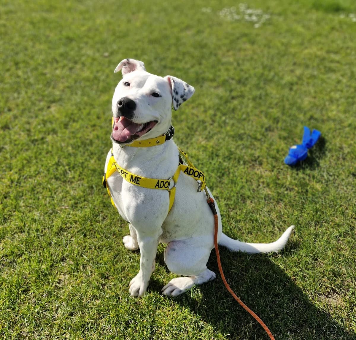 Nova - Mixed Breed available for adoption in Wellington