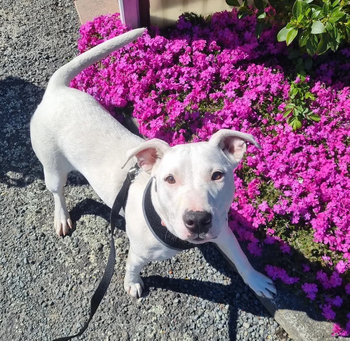 Jazzy Pop - Mixed Breed available for adoption at SPCA New Zealand in Masterton