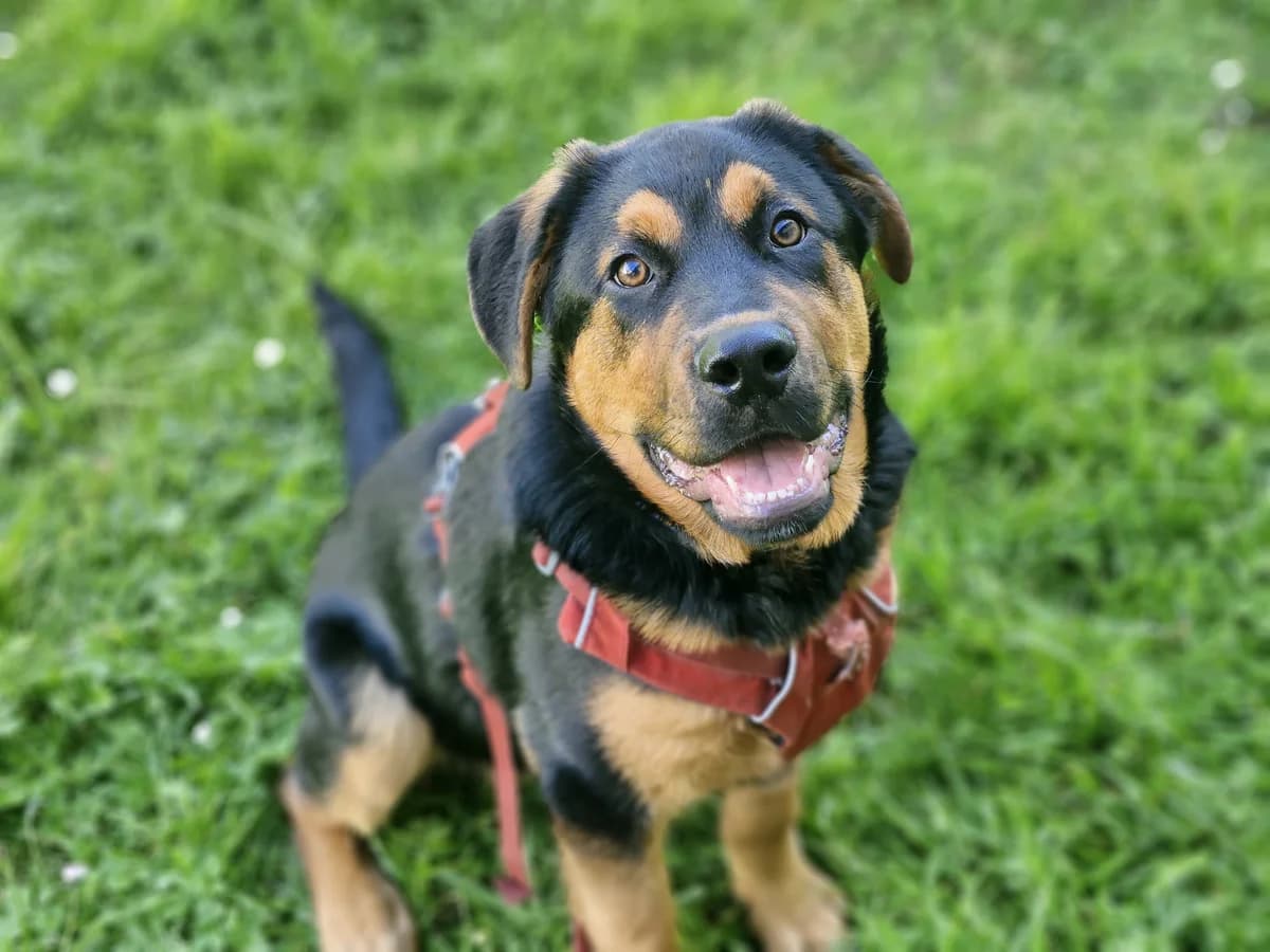Lachy - Mixed Breed available for adoption in Wellington