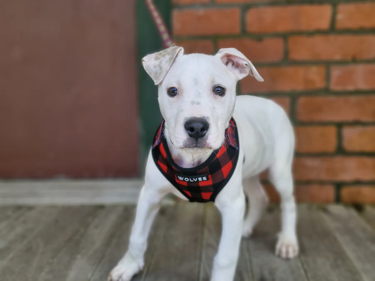 Bruce Wayne - Mixed Breed available for adoption in Wellington