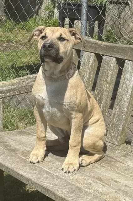 Boss - Mixed Breed available for adoption at SPCA New Zealand in Taupo
