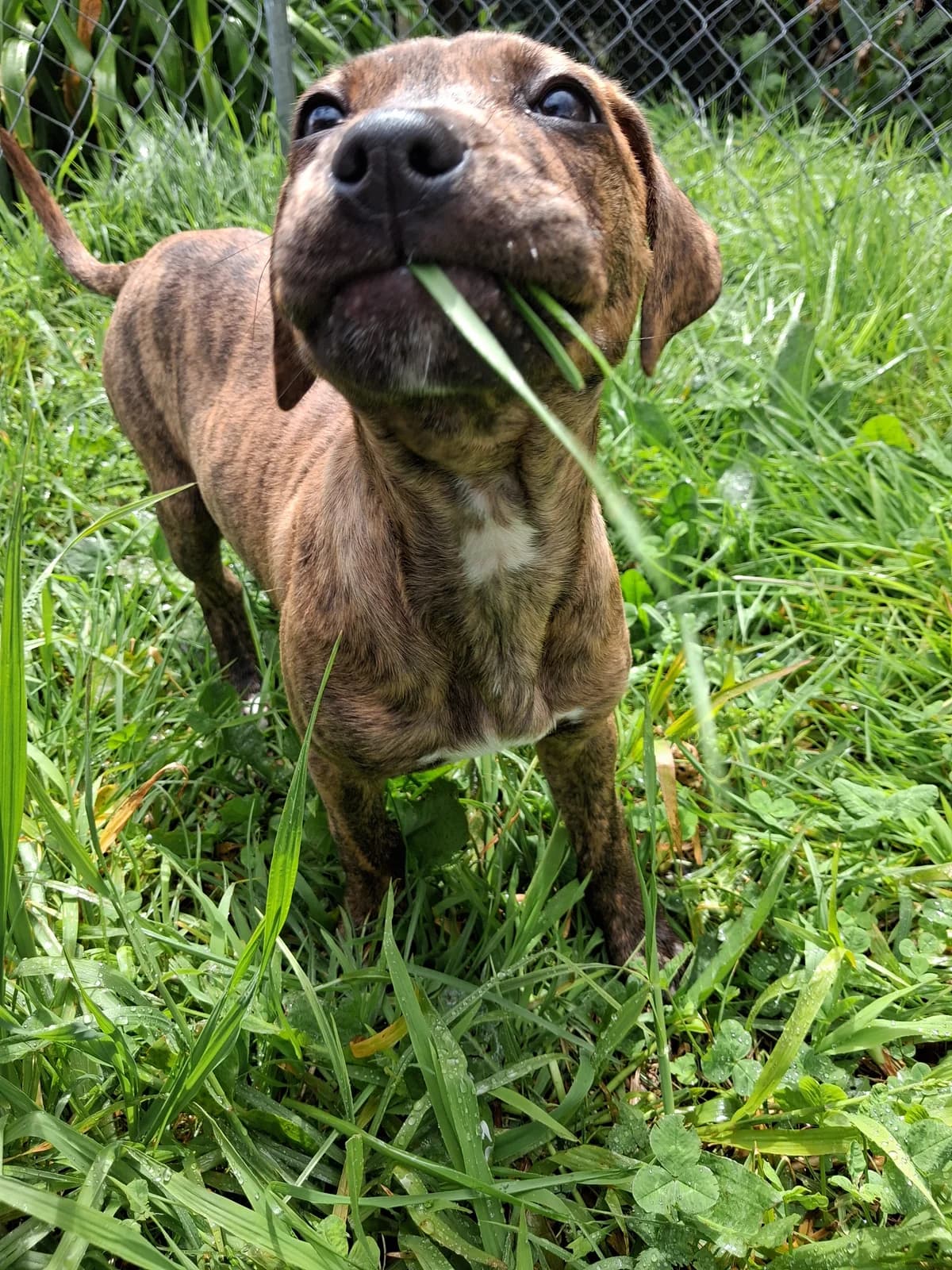 Sadie - Mixed Breed available for adoption at SPCA New Zealand in Tauranga