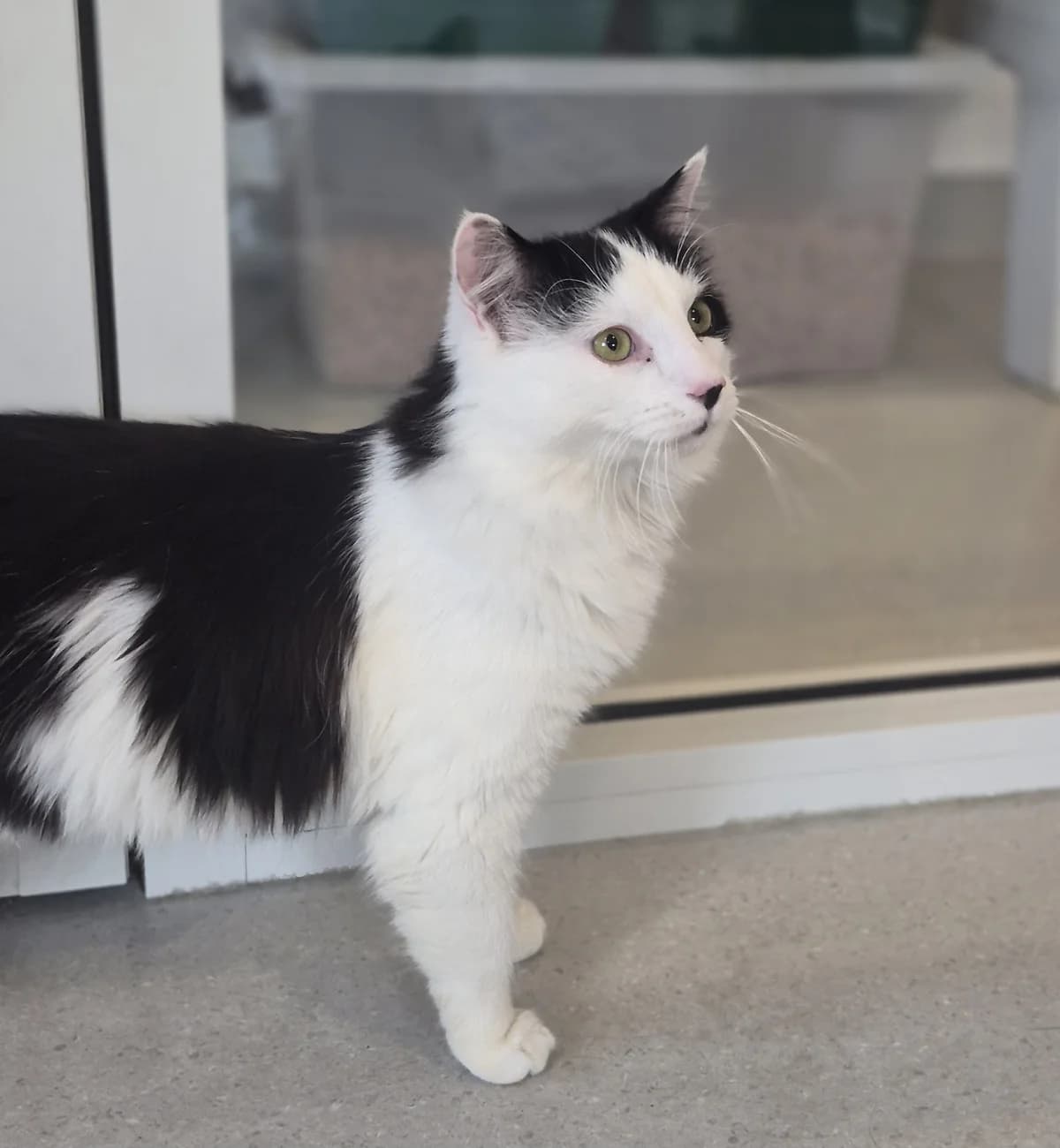 Bandit - Domestic Medium Hair cat available for adoption in Napier
