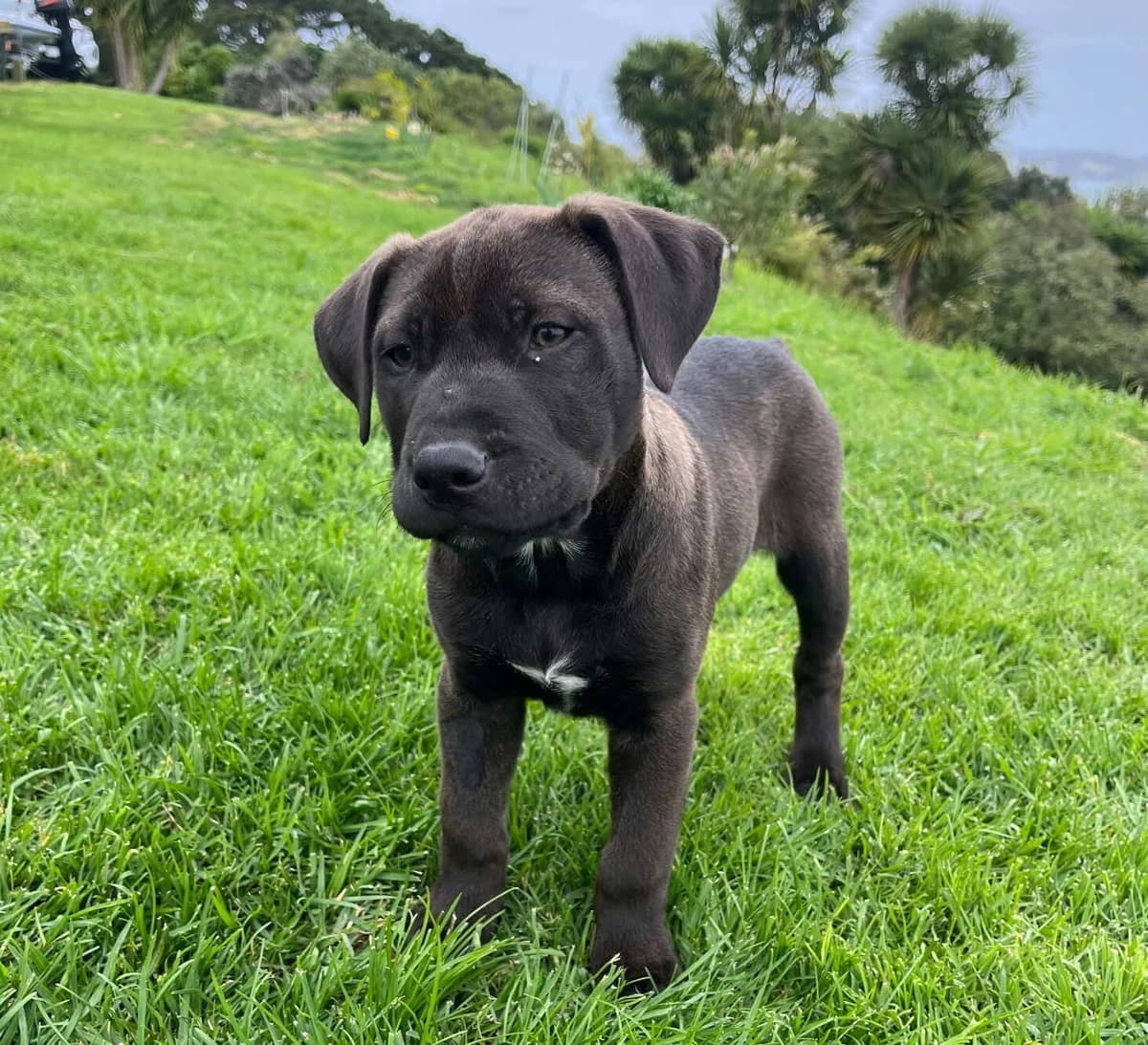 Gimli - Mixed Breed available for adoption at SPCA New Zealand in Whangarei