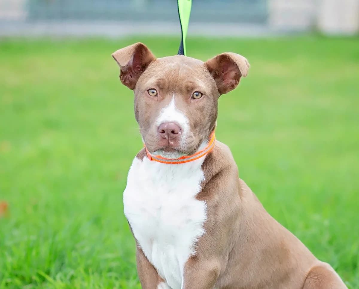 Minnie - Mixed Breed available for adoption at SPCA New Zealand in Whanganui