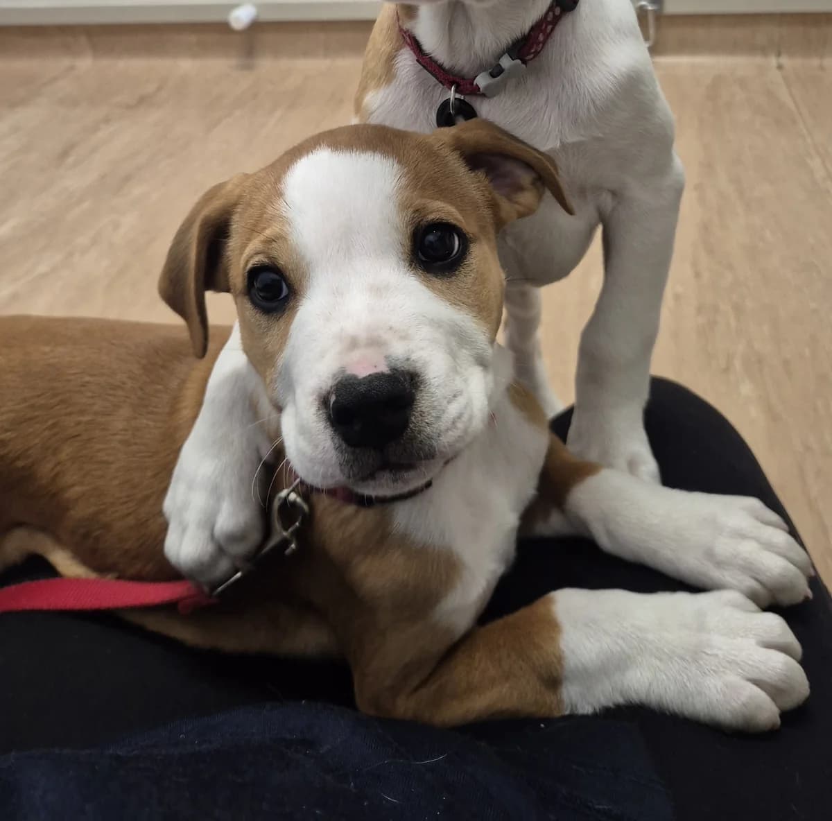 Gigi - Mixed Breed available for adoption at SPCA New Zealand in Palmerston North