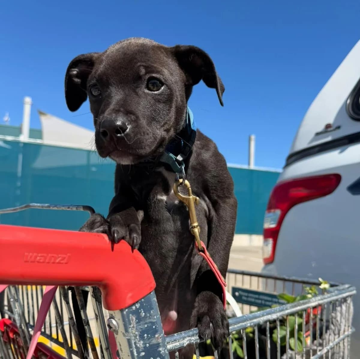 Etta - Mixed Breed available for adoption in Wellington