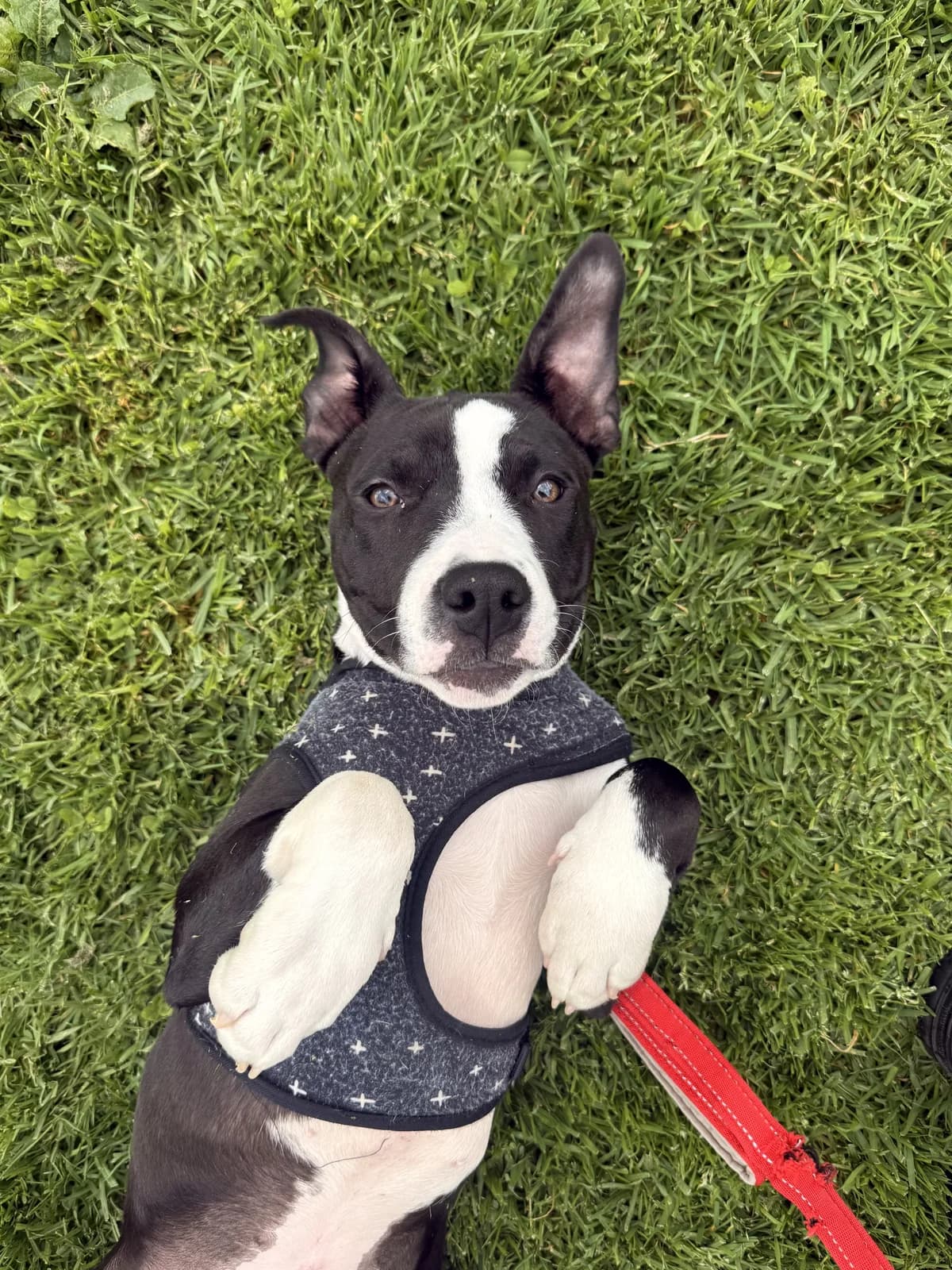 Luna - Mixed Breed available for adoption in Auckland