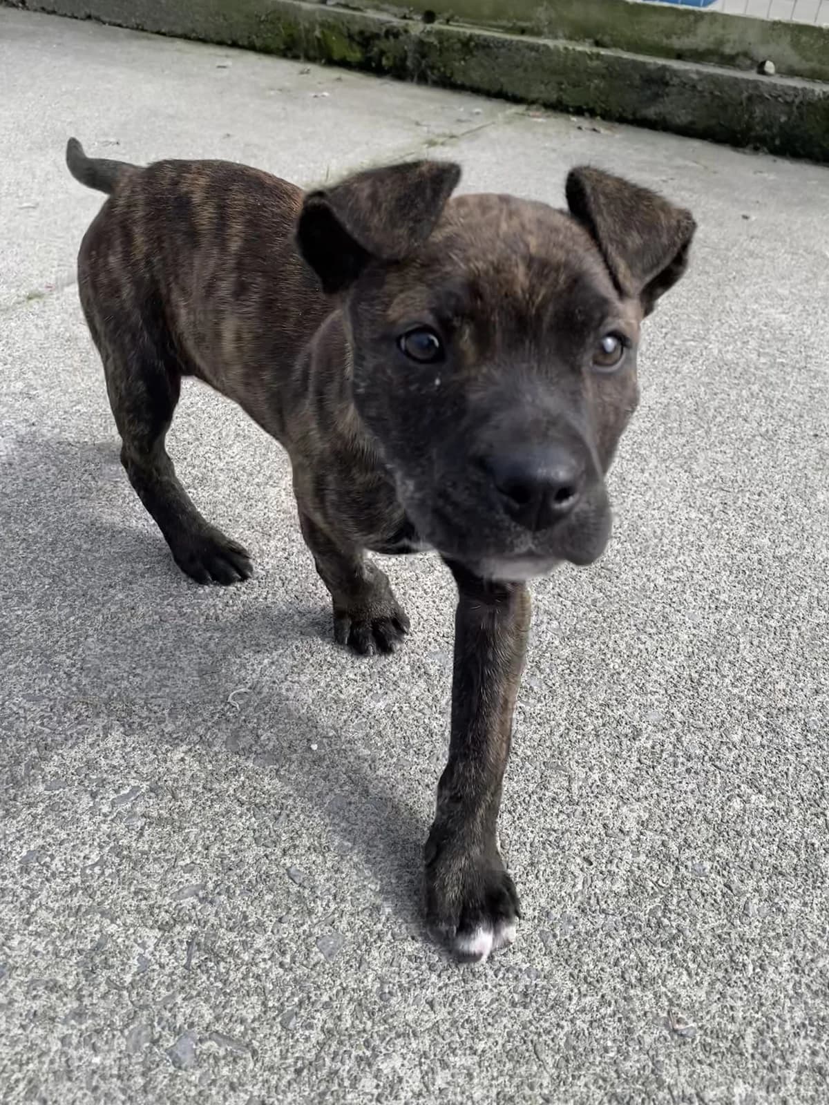 Claire From Finance - Mixed Breed available for adoption at SPCA New Zealand in Rotorua