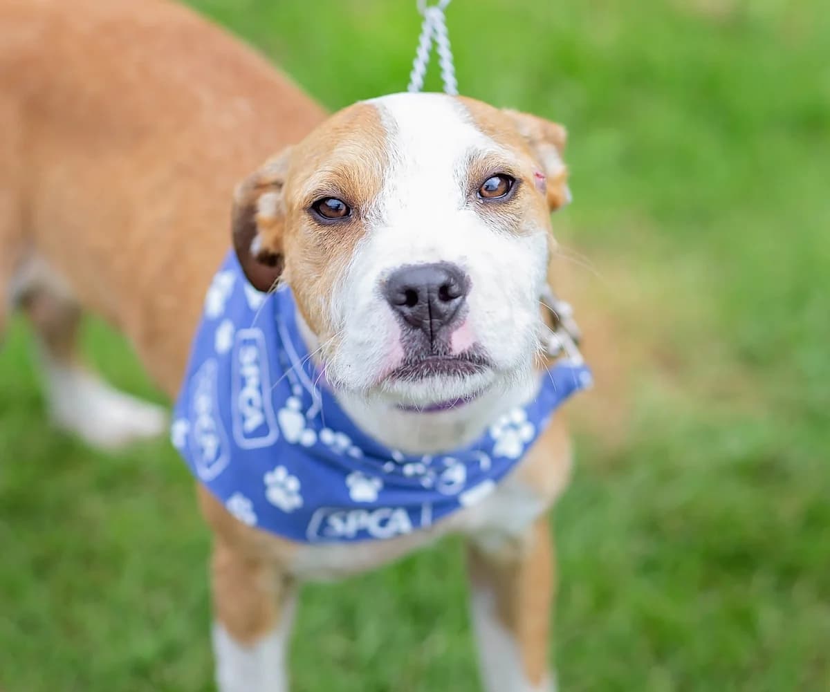 Ruth - Mixed Breed available for adoption at SPCA New Zealand in Whanganui