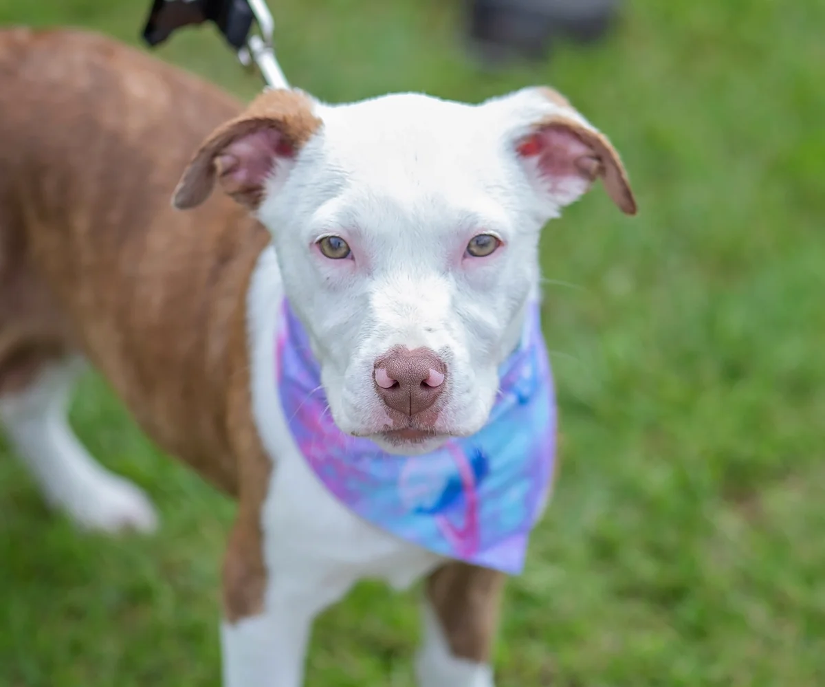 Sam - Mixed Breed available for adoption at SPCA New Zealand in Whanganui