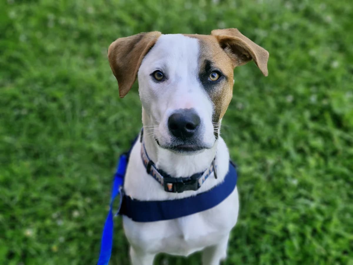 Jack - Mixed Breed available for adoption in Wellington