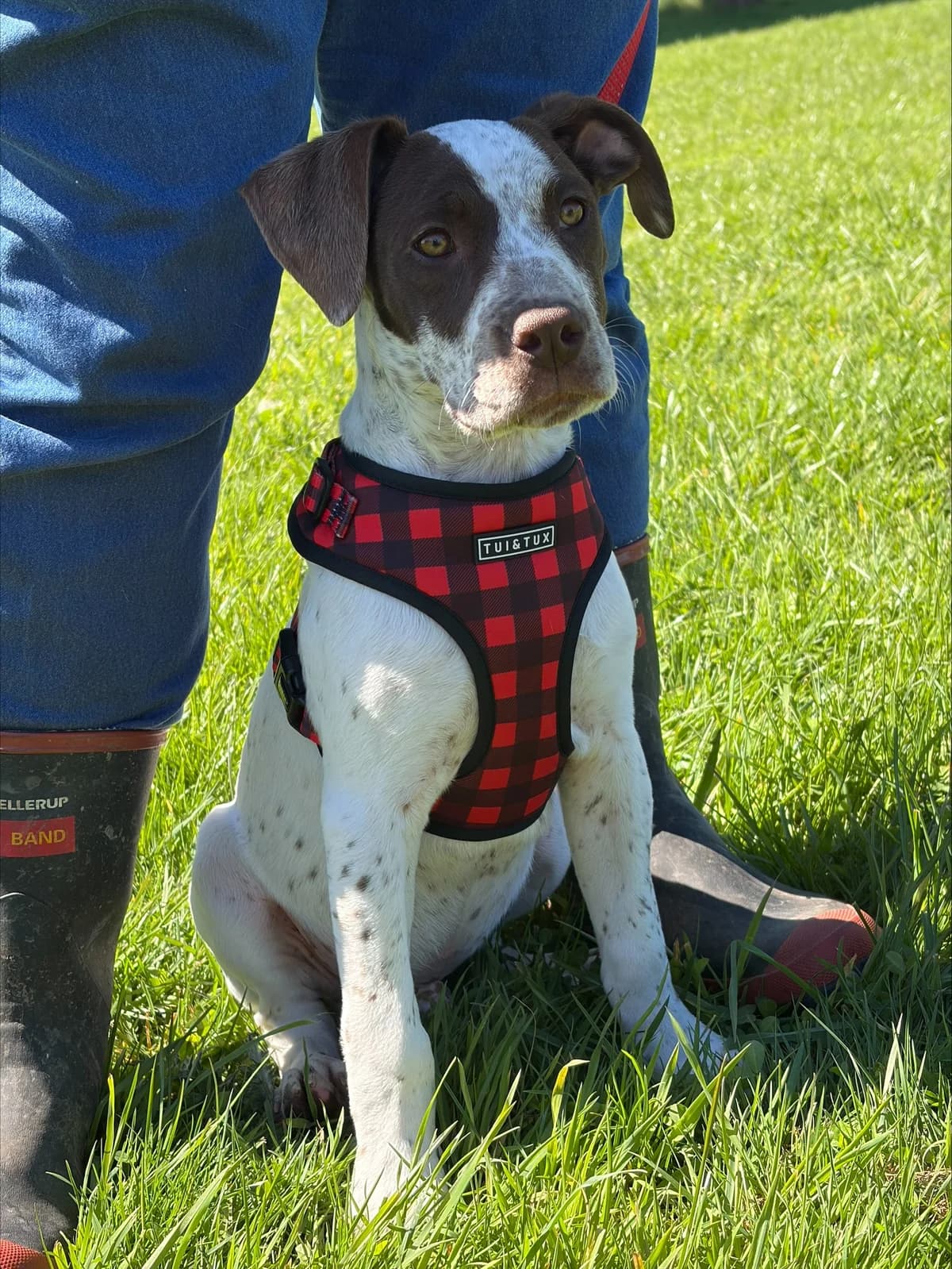 Tikka Masala - Mixed Breed available for adoption at SPCA New Zealand in Invercargill