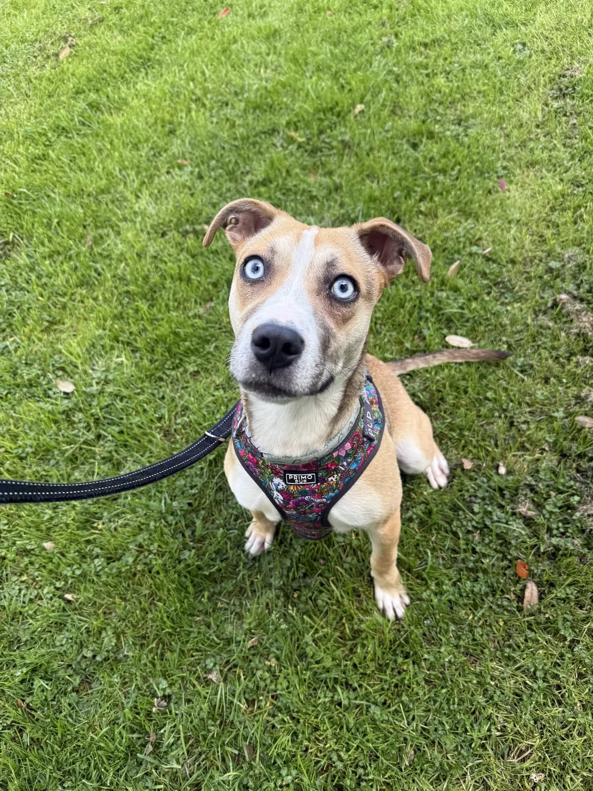 Minnie - Mixed Breed available for adoption in Auckland