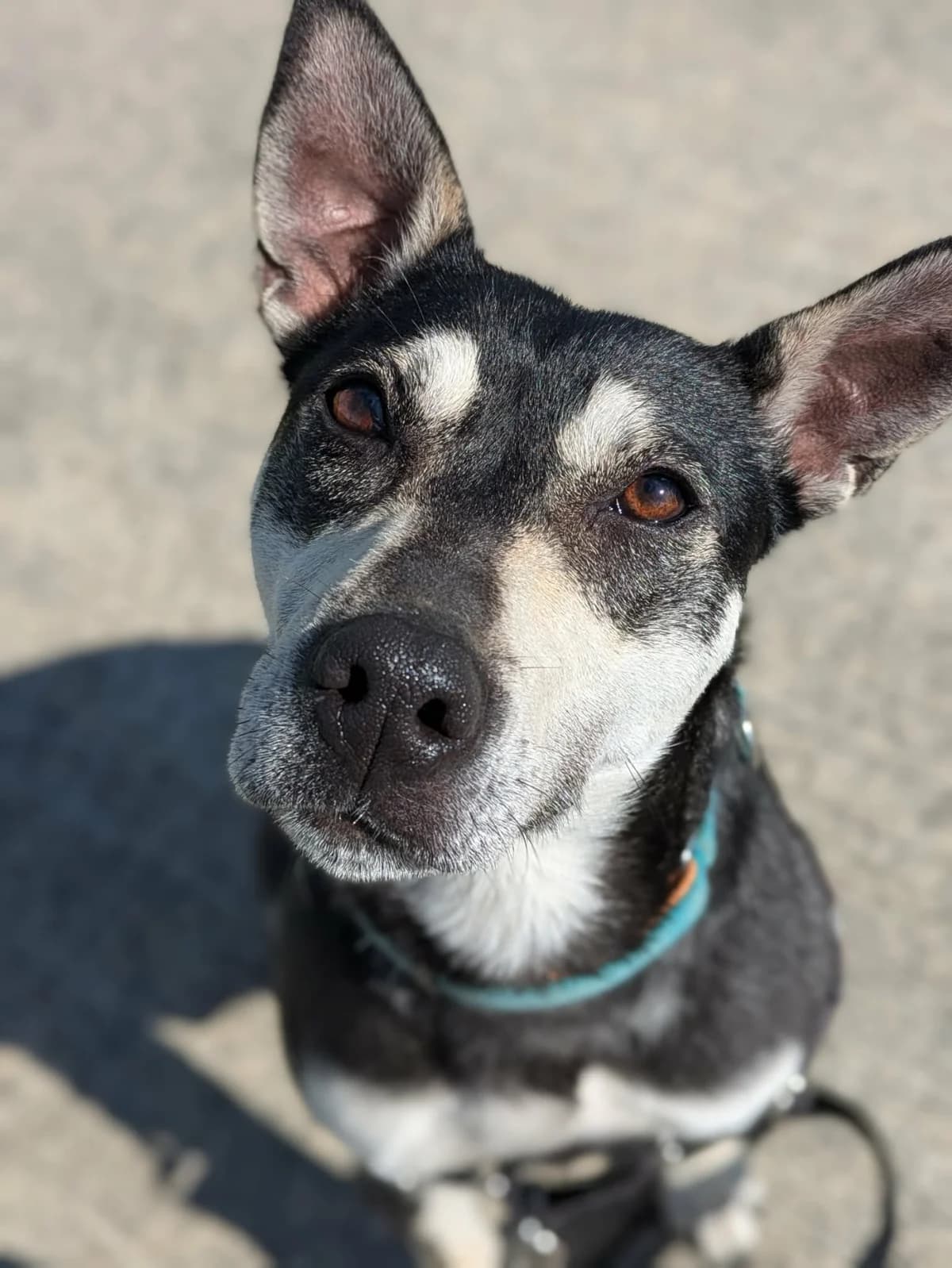 Beans - Mixed Breed available for adoption at SPCA New Zealand in Nelson