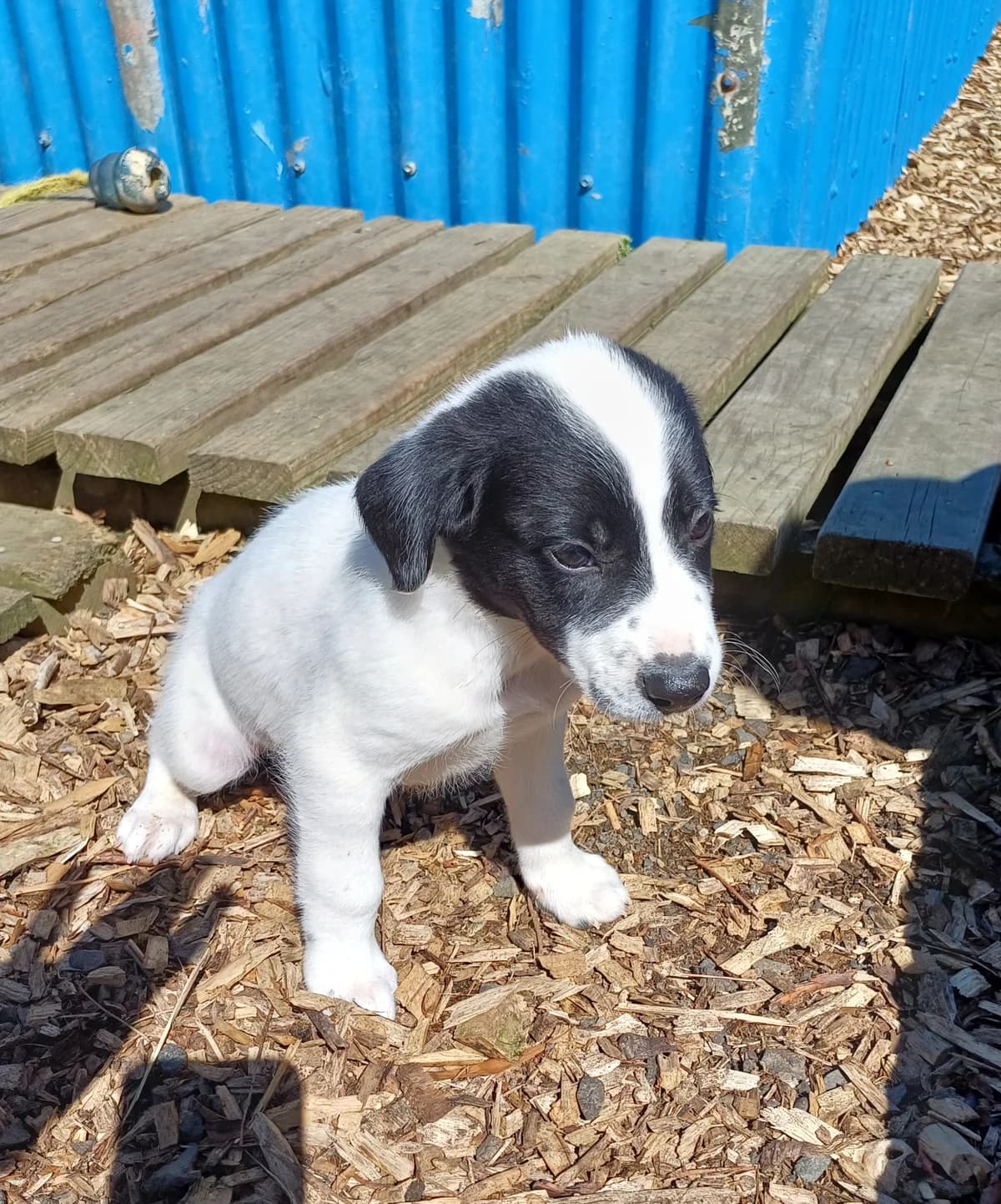 Carter - Mixed Breed available for adoption at SPCA New Zealand in Thames