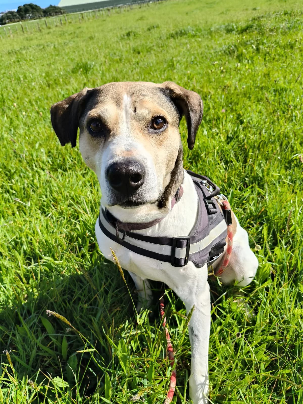 Joey - Mixed Breed available for adoption at SPCA New Zealand in New Plymouth