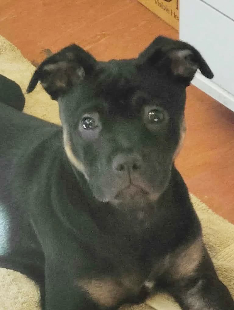 Freya - Mixed Breed available for adoption at SPCA New Zealand in Whangarei