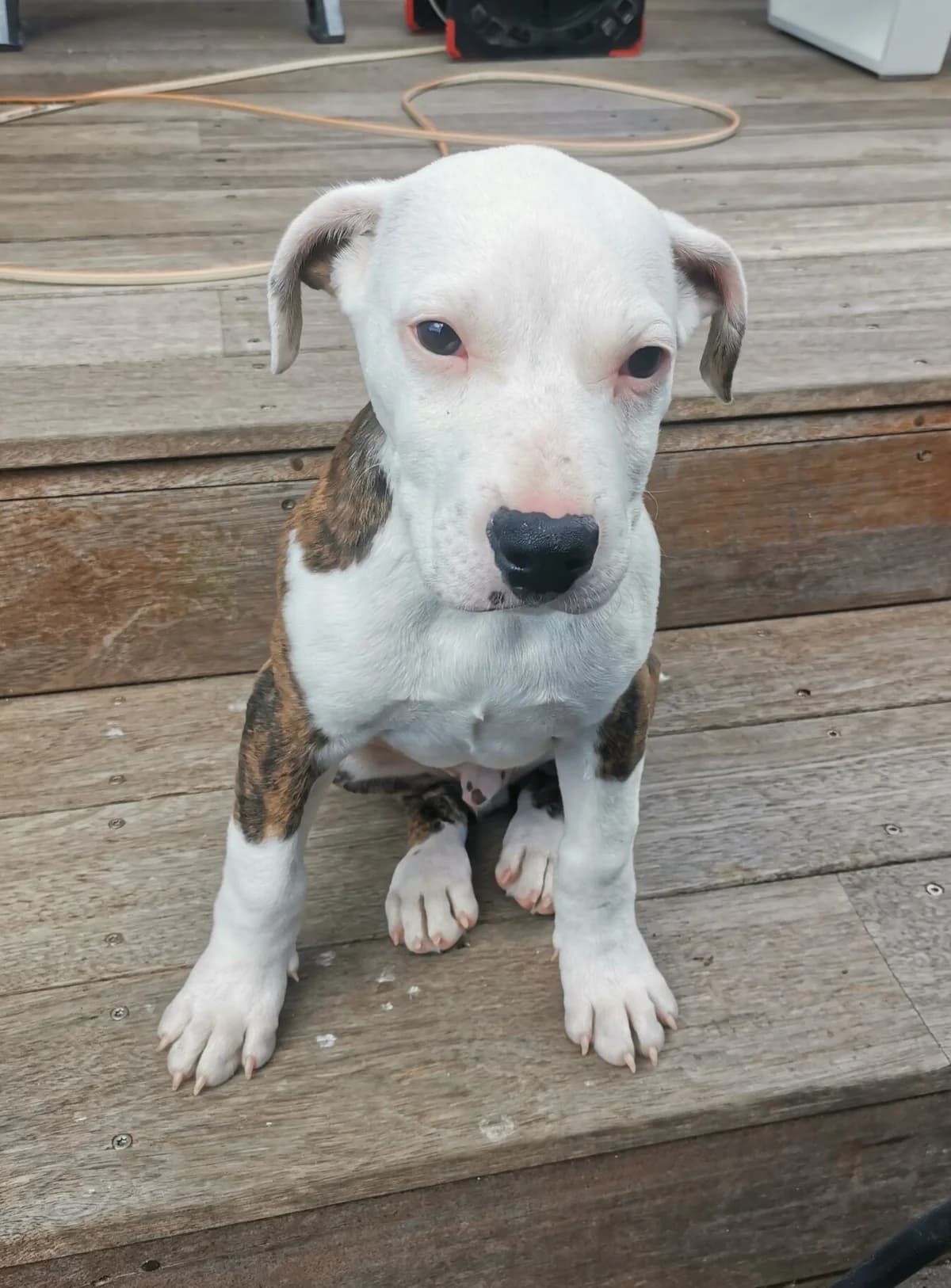 Frederick - Mixed Breed available for adoption at SPCA New Zealand in Tauranga