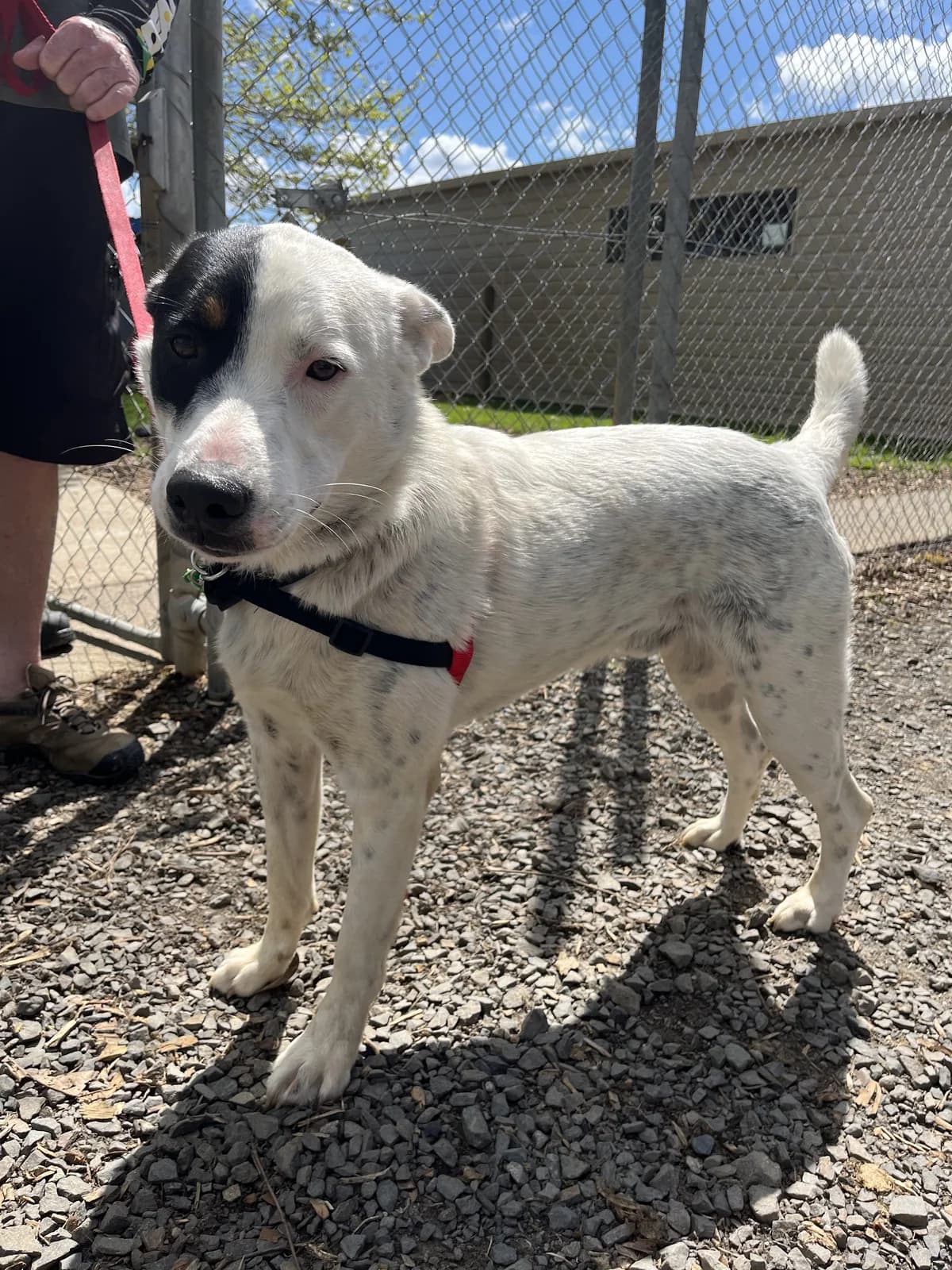 Russel - Mixed Breed available for adoption at SPCA New Zealand in Thames