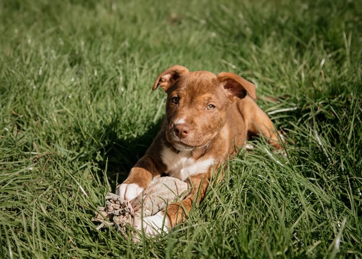 Tortilla - Mixed Breed available for adoption at SPCA New Zealand in Kerikeri