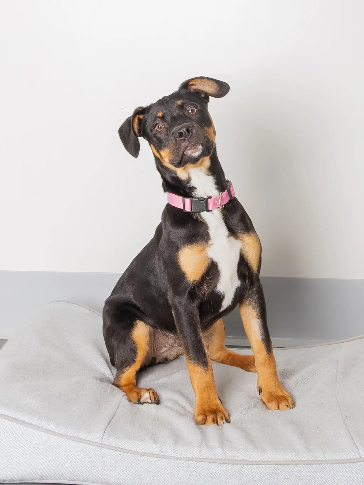 Monkey - Mixed Breed available for adoption at SPCA New Zealand in Rotorua