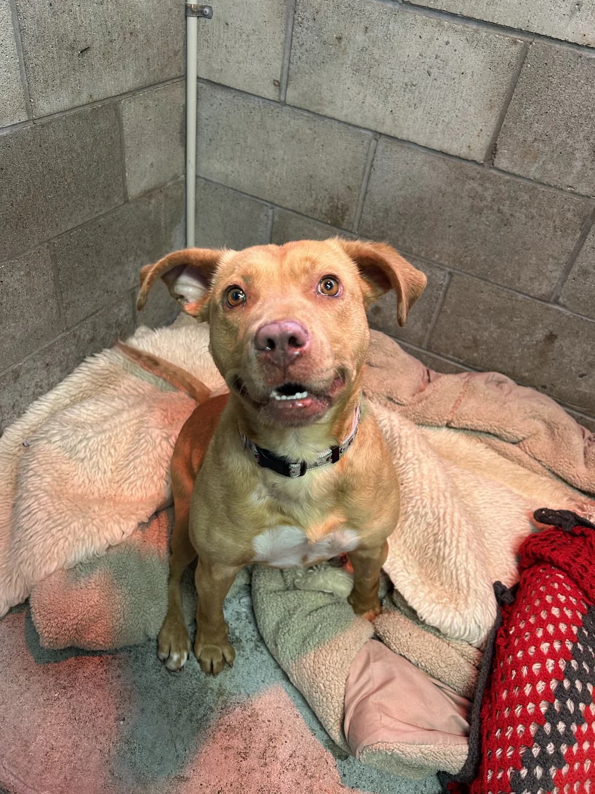 Dixie - Mixed Breed available for adoption in Auckland