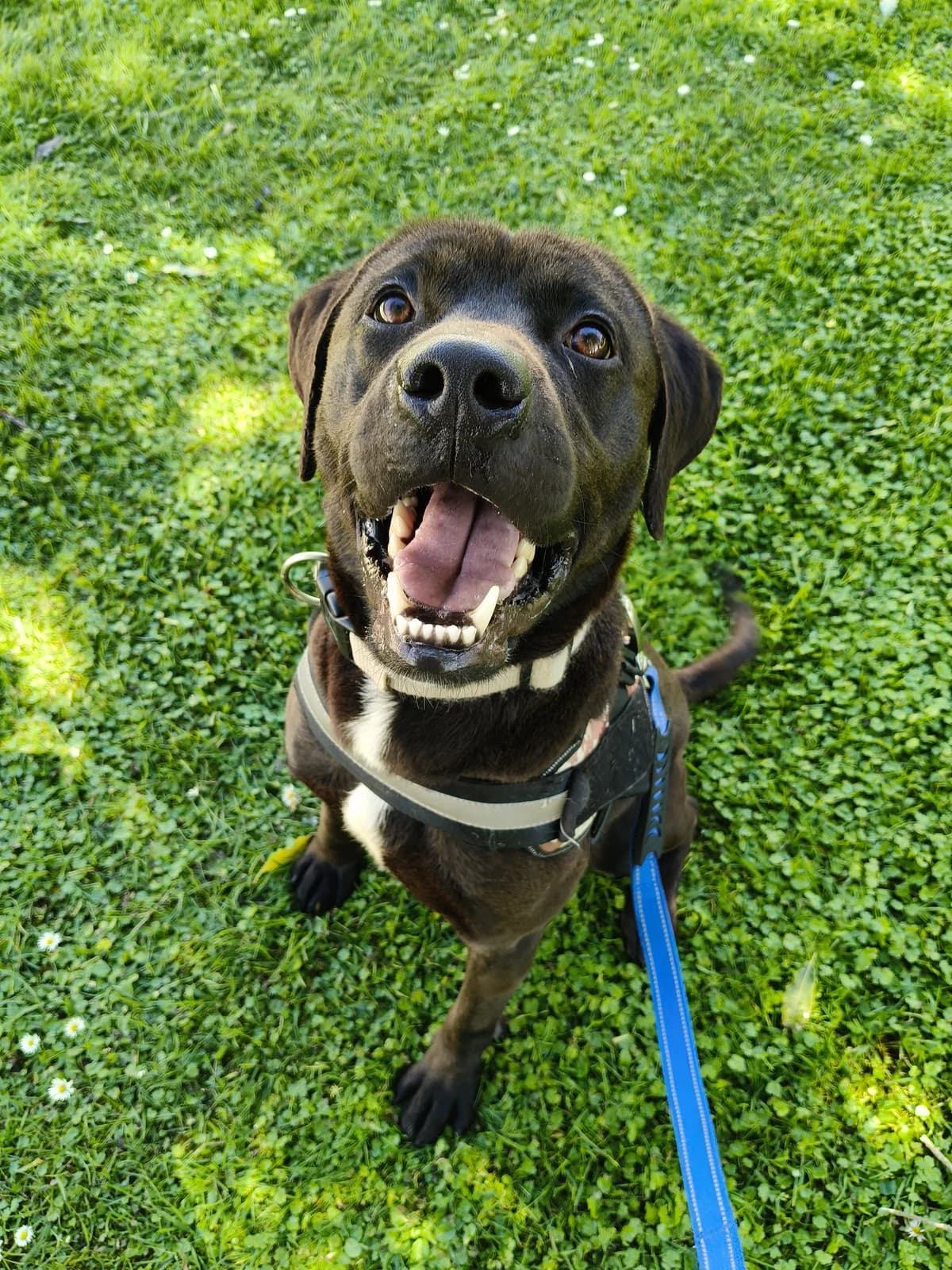 Ridge - Mixed Breed available for adoption at SPCA New Zealand in New Plymouth