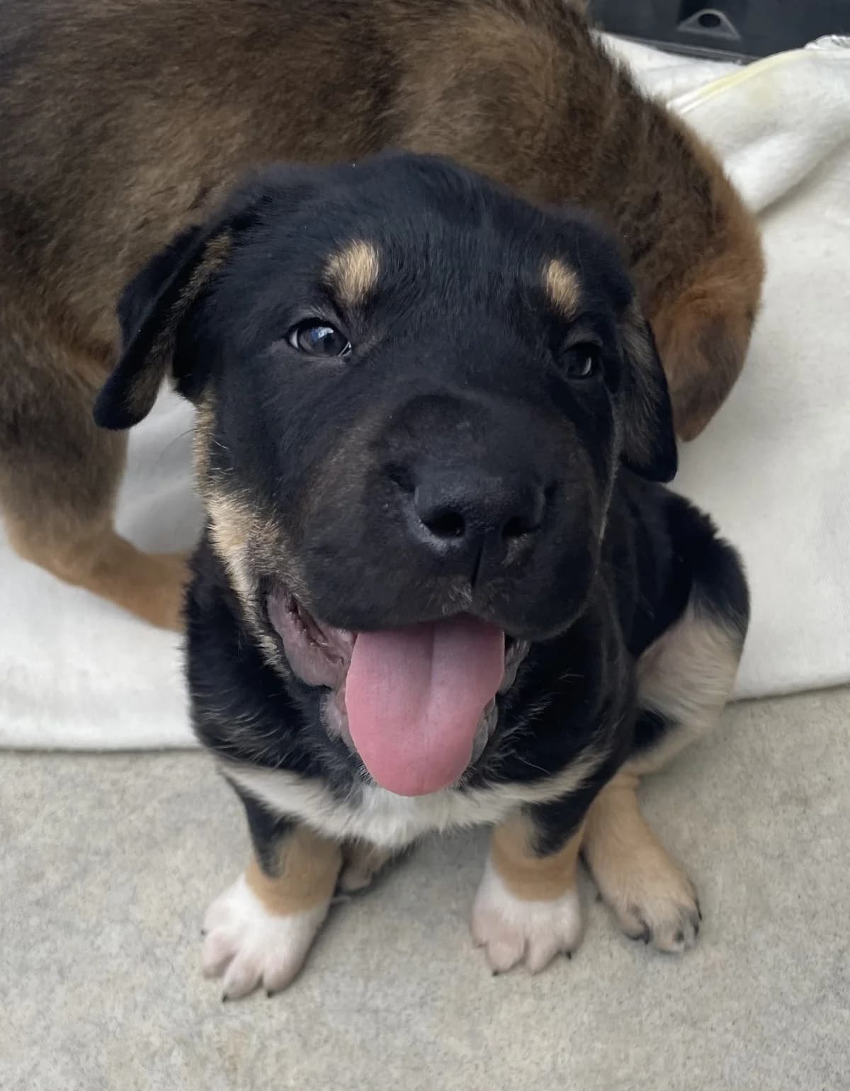 Nara - Mixed Breed available for adoption at SPCA New Zealand in Whakatane