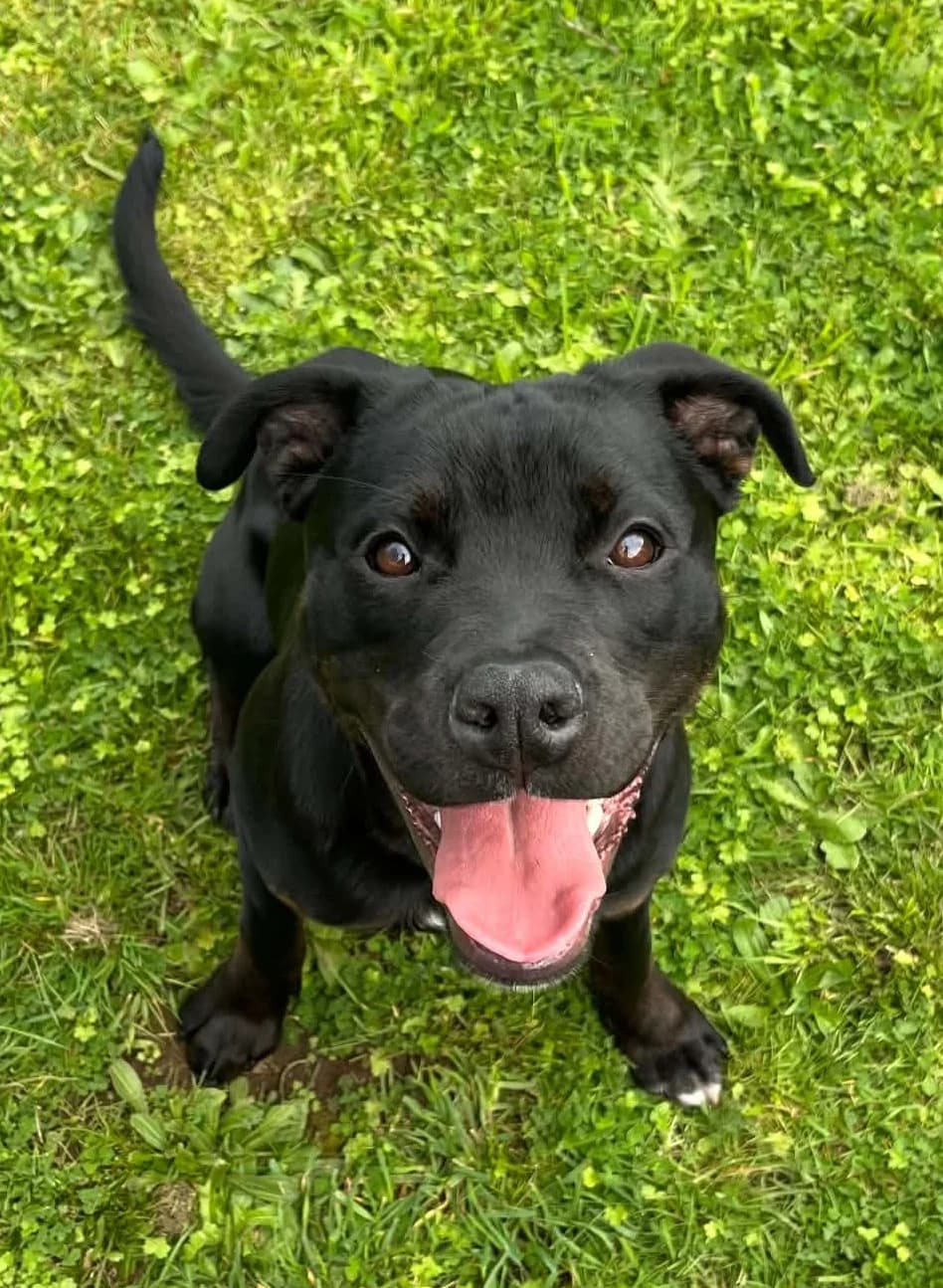 Flit - Mixed Breed available for adoption at SPCA New Zealand in Hamilton