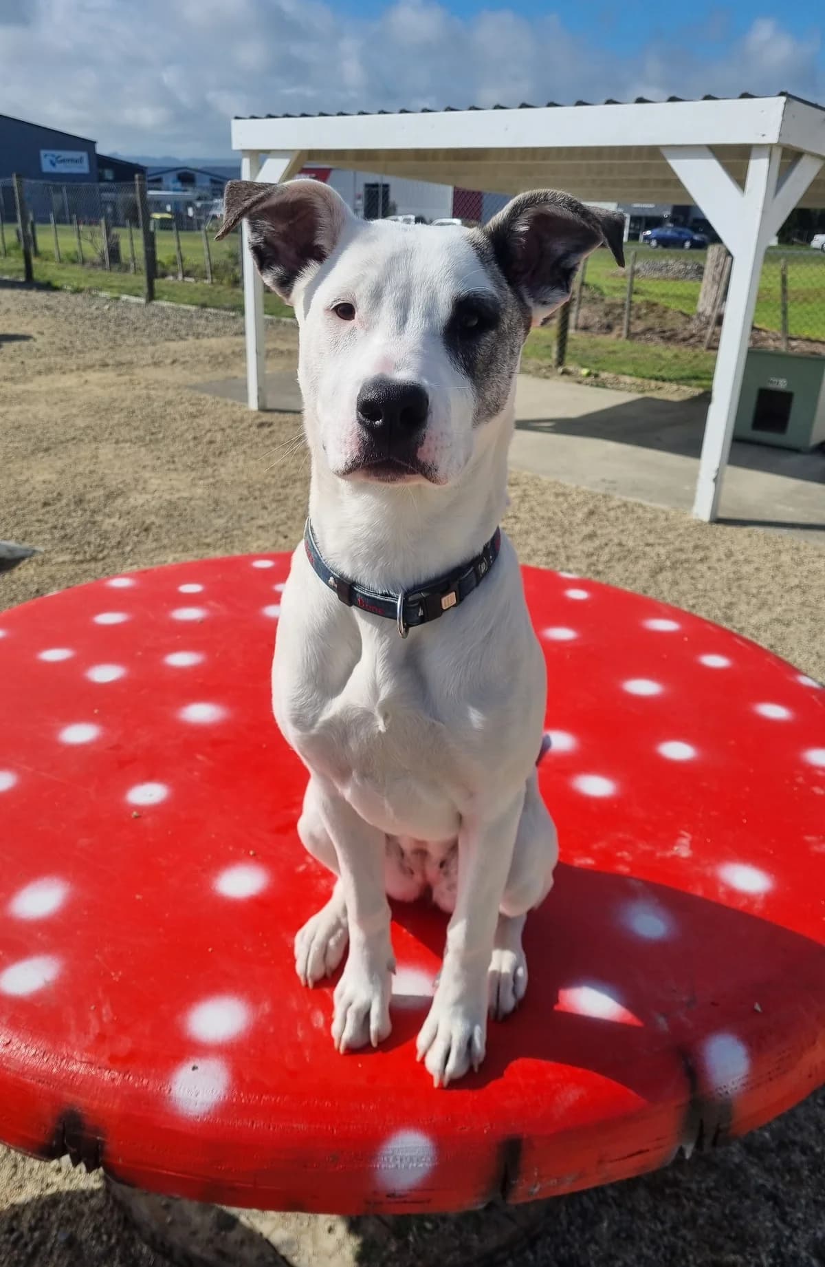 Piper - Mixed Breed available for adoption at SPCA New Zealand in Masterton
