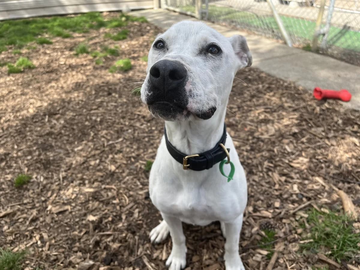 Rosie - Mixed Breed available for adoption at SPCA New Zealand in Thames