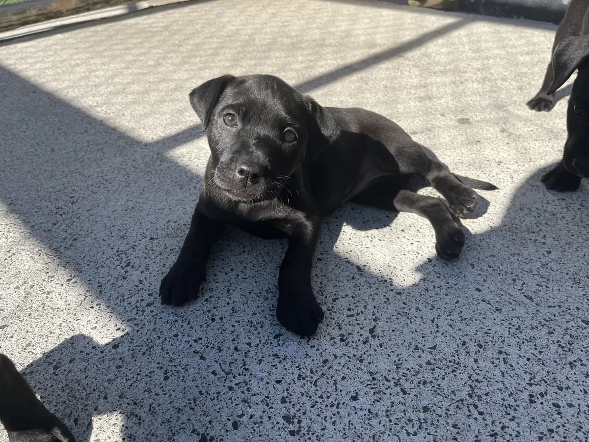 Vienna - Mixed Breed available for adoption at SPCA New Zealand in Thames