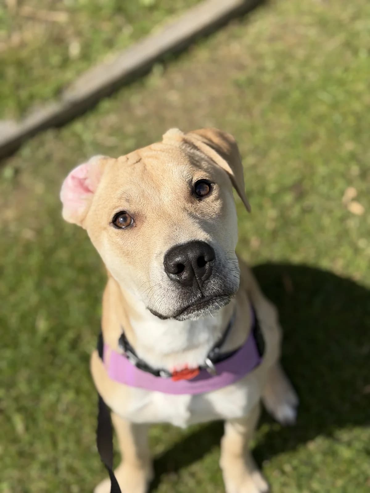 Orbit - Mixed Breed available for adoption in Auckland