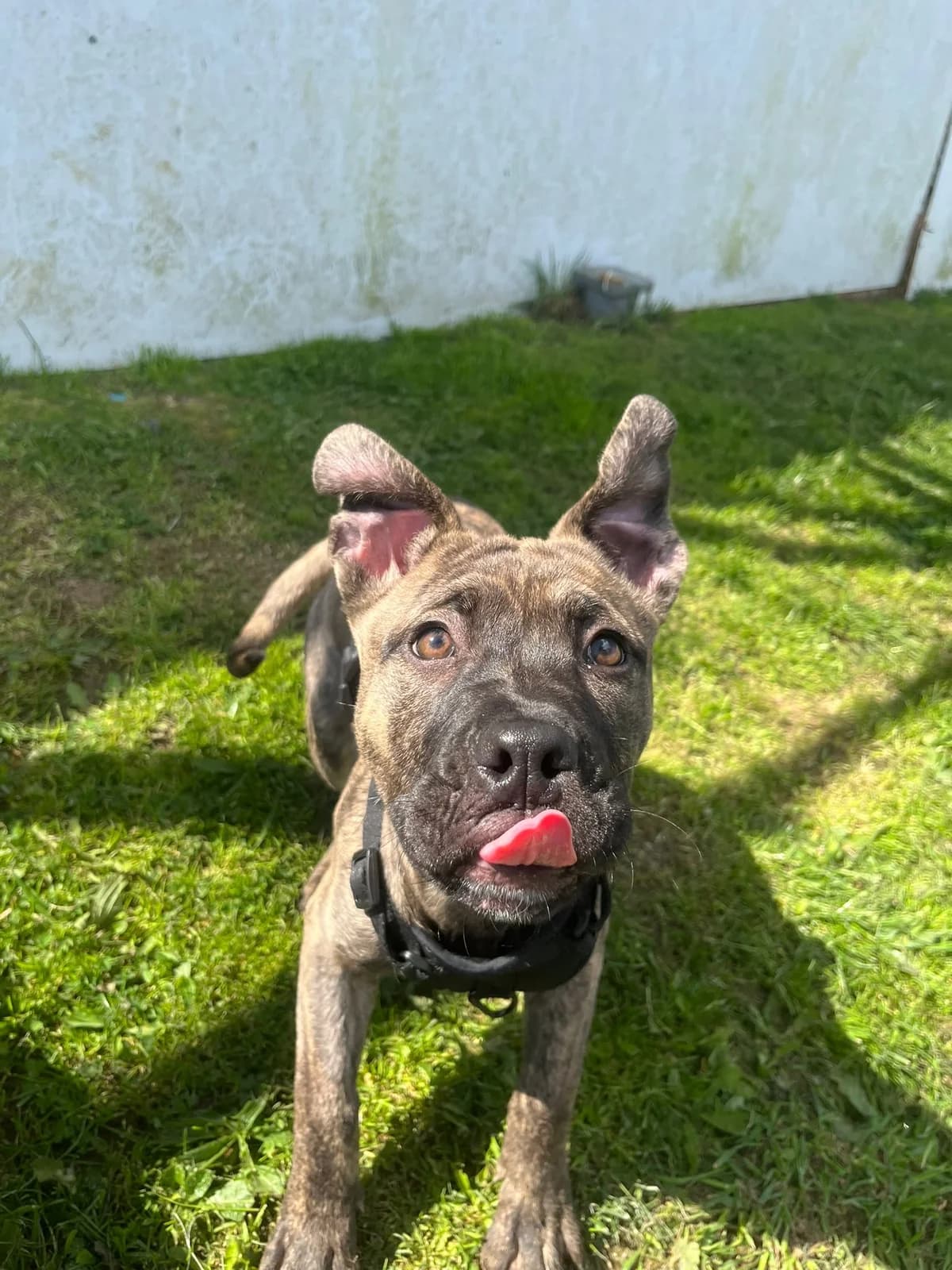 Gigi - Mixed Breed available for adoption in Auckland
