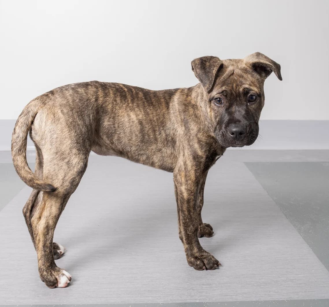 Tilly - Mixed Breed available for adoption in Auckland