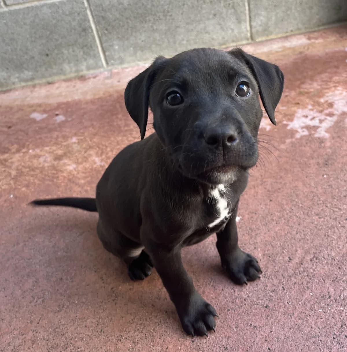 Prague - Mixed Breed available for adoption in Thames