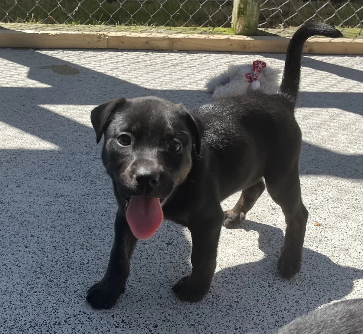 Lisbon - Mixed Breed available for adoption at SPCA New Zealand in Thames