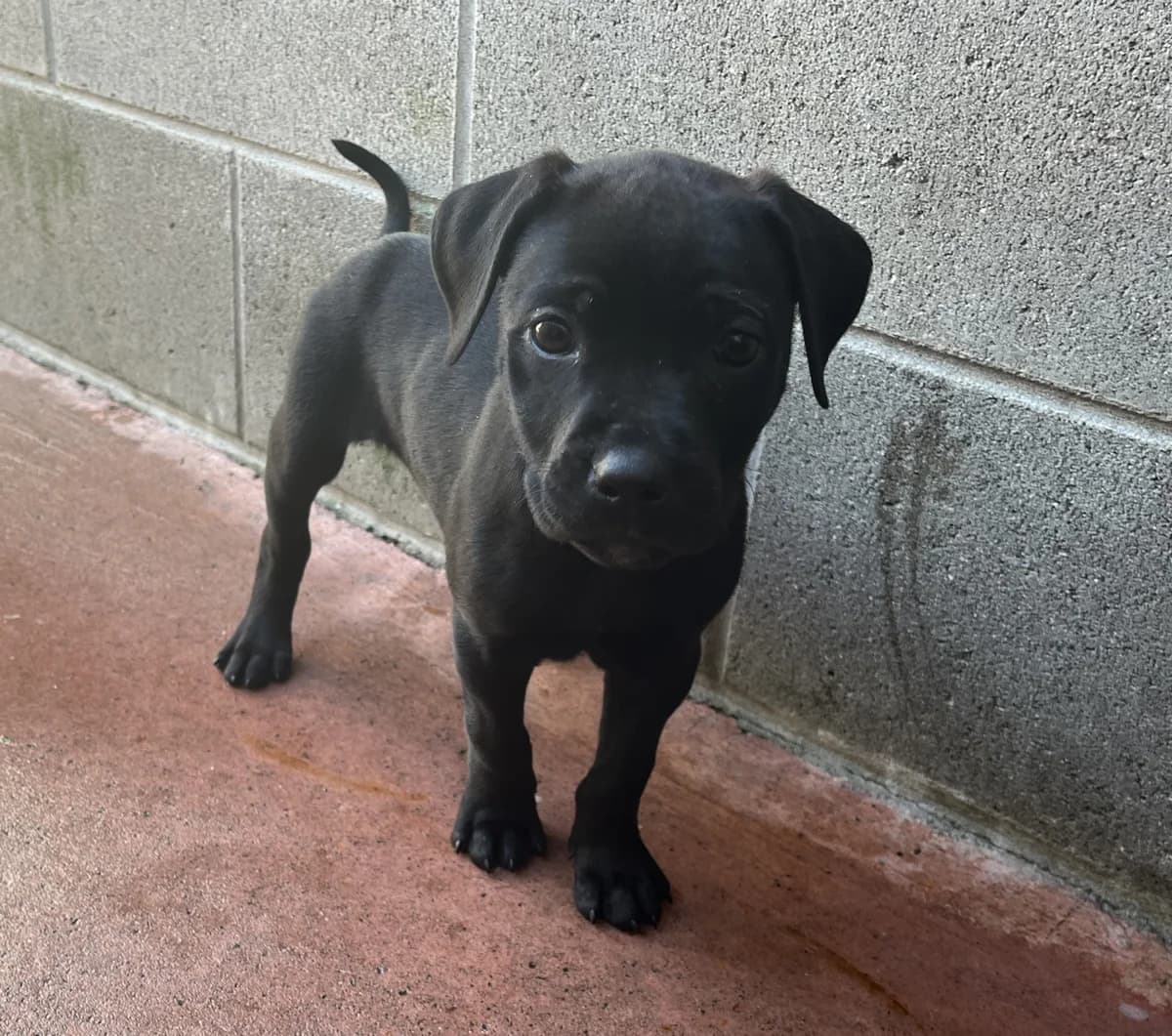 Berlin - Mixed Breed available for adoption in Thames