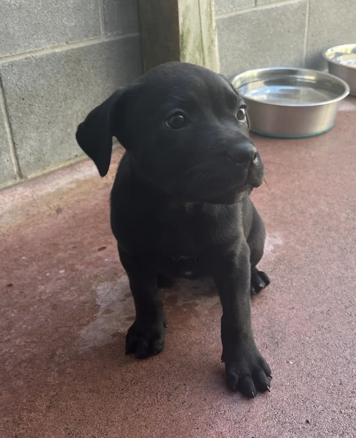 Tui - Mixed Breed available for adoption in Thames
