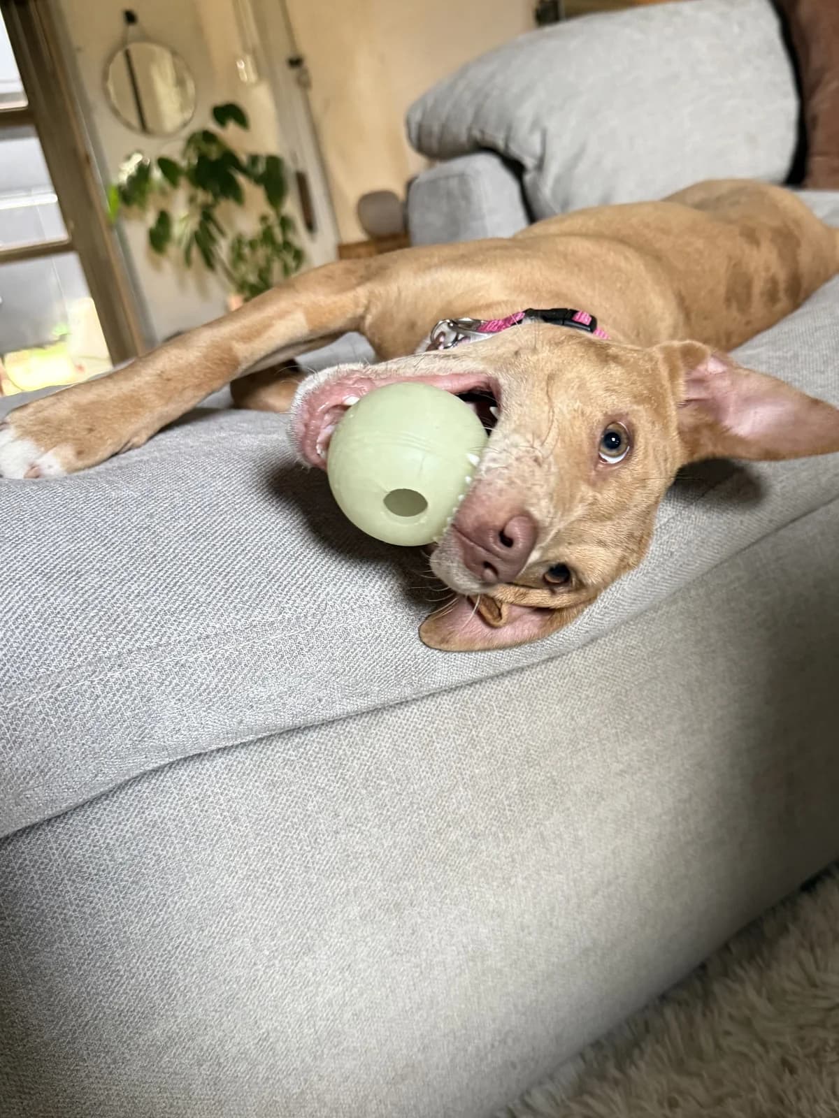 Bambi - Mixed Breed available for adoption in Auckland