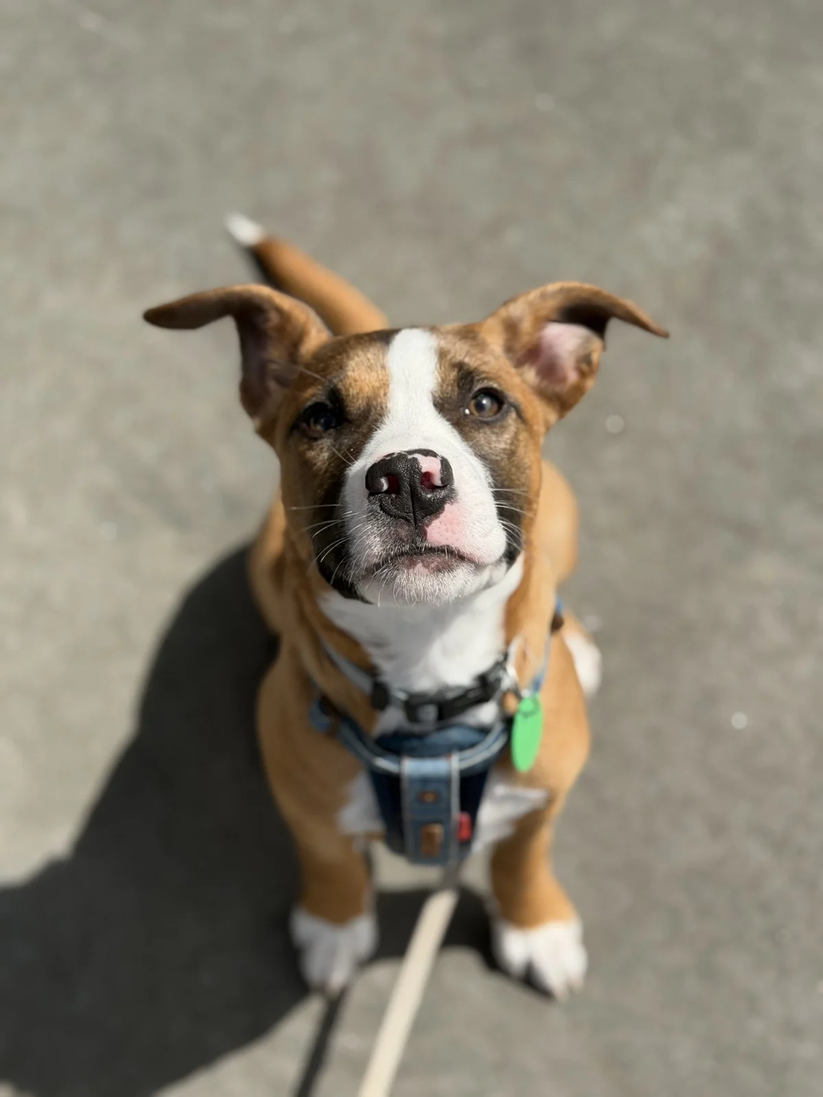Winifred - Mixed Breed available for adoption in Auckland