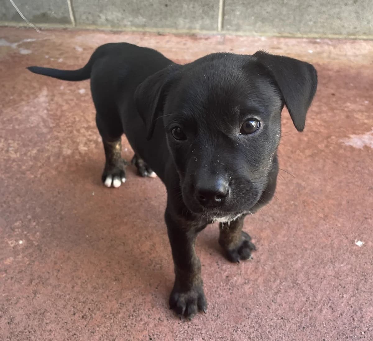 Derby - Mixed Breed available for adoption in Thames