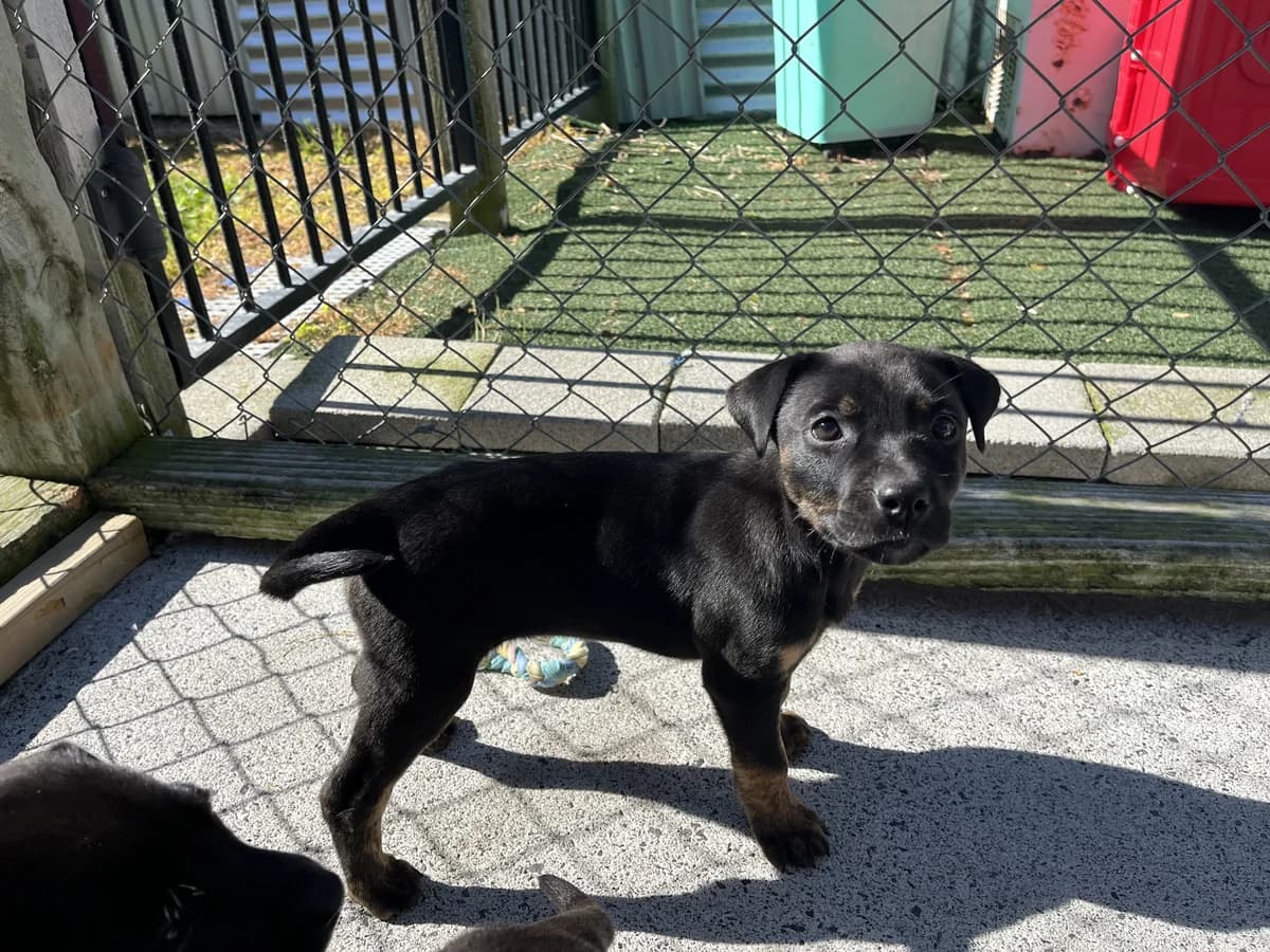 Sintra - Mixed Breed available for adoption in Thames