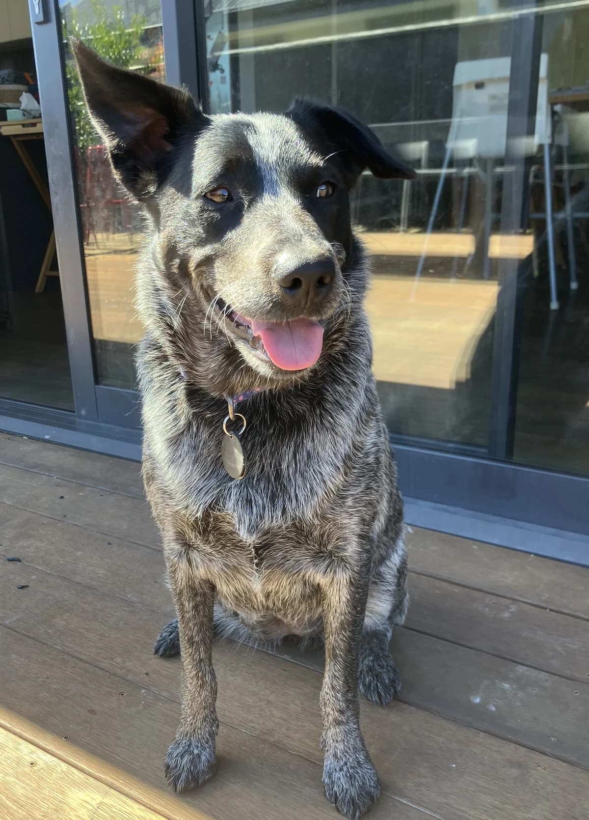 Pip - Mixed Breed available for adoption in Nelson