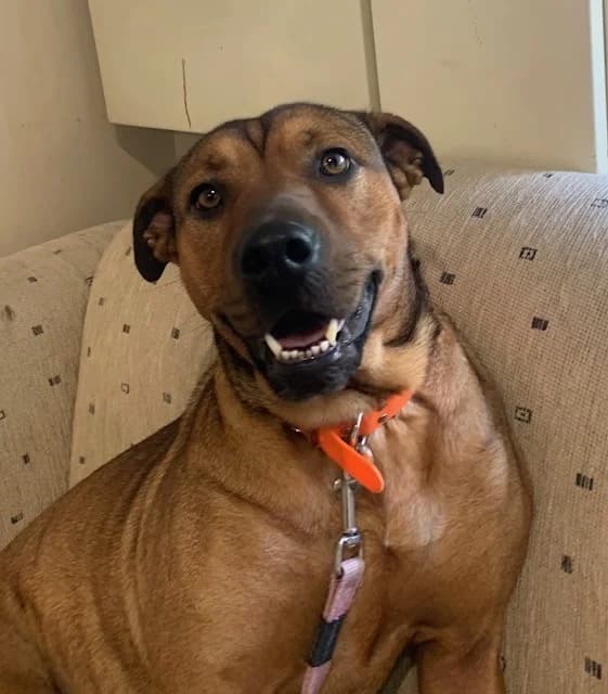 Ash - Shar Pei Cross available for adoption at SPCA New Zealand in Nelson