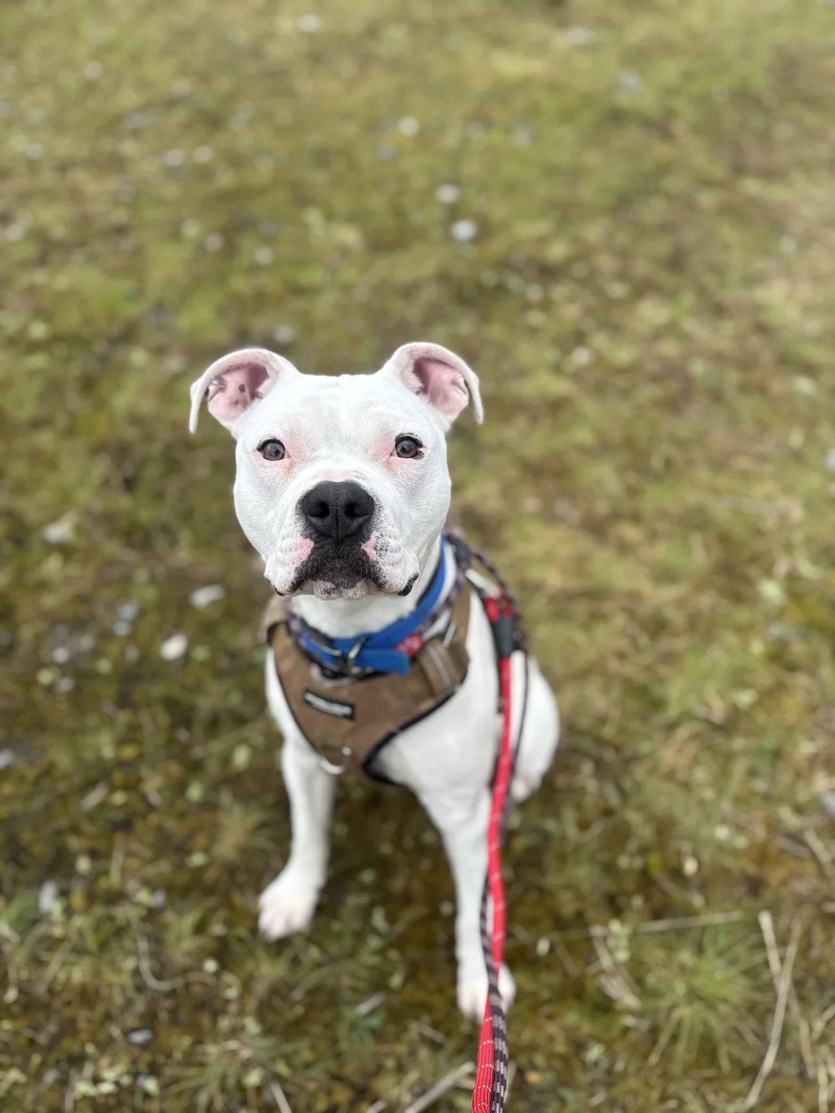 Kobe - Staffy Cross available for adoption at SPCA New Zealand in Christchurch