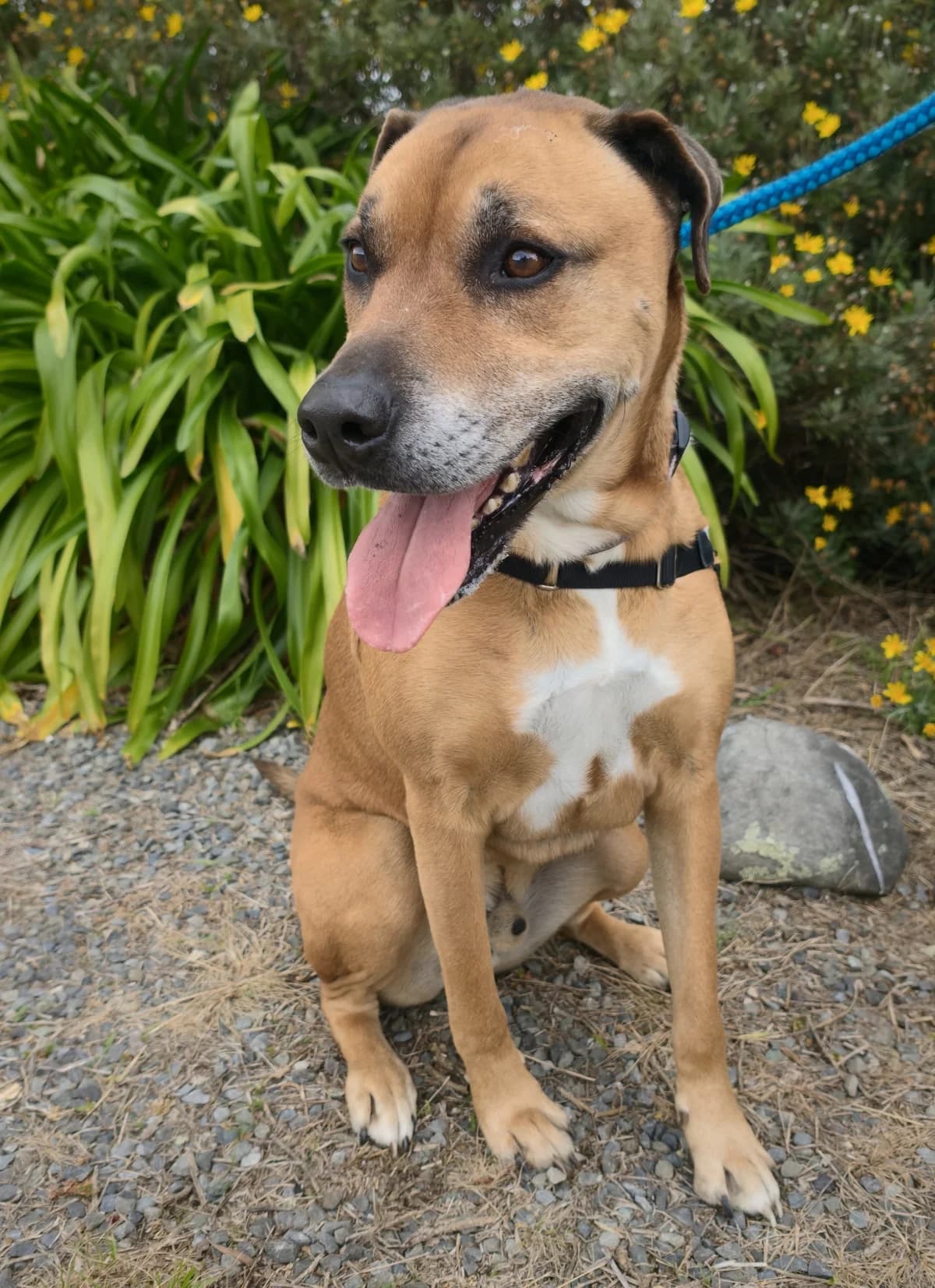 Gissy - Mixed Breed available for adoption at SPCA New Zealand in Renwick