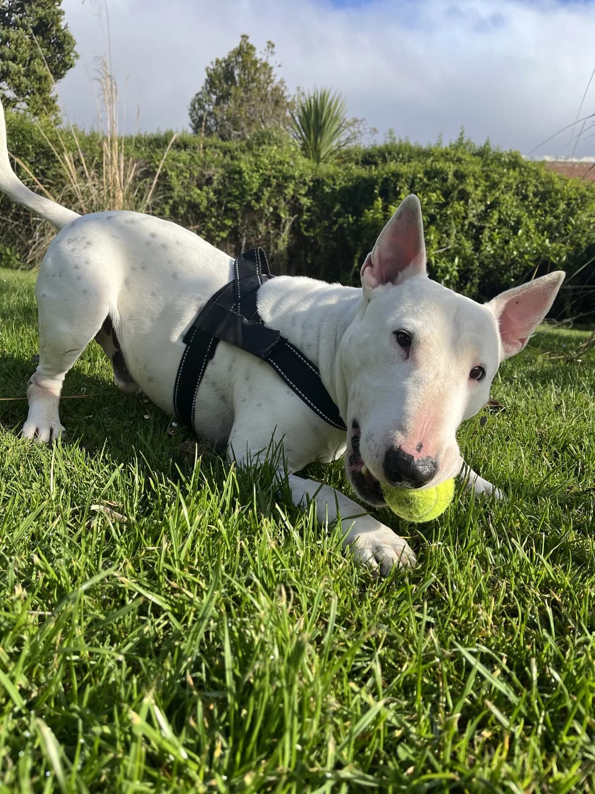 Dice - Mixed Breed available for adoption at SPCA New Zealand in Dunedin