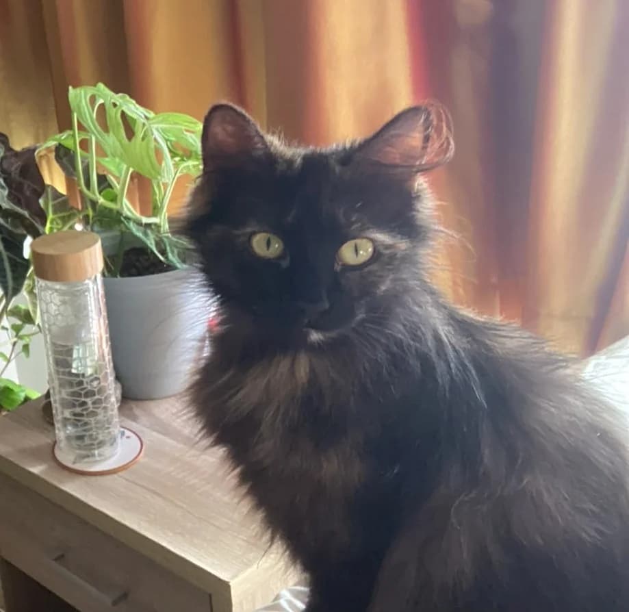 Lizzie - Domestic Medium Hair cat available for adoption at SPCA New Zealand in Auckland